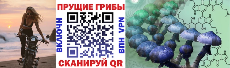 Псилоцибиновые грибы Psilocybine cubensis  Нарткала 
